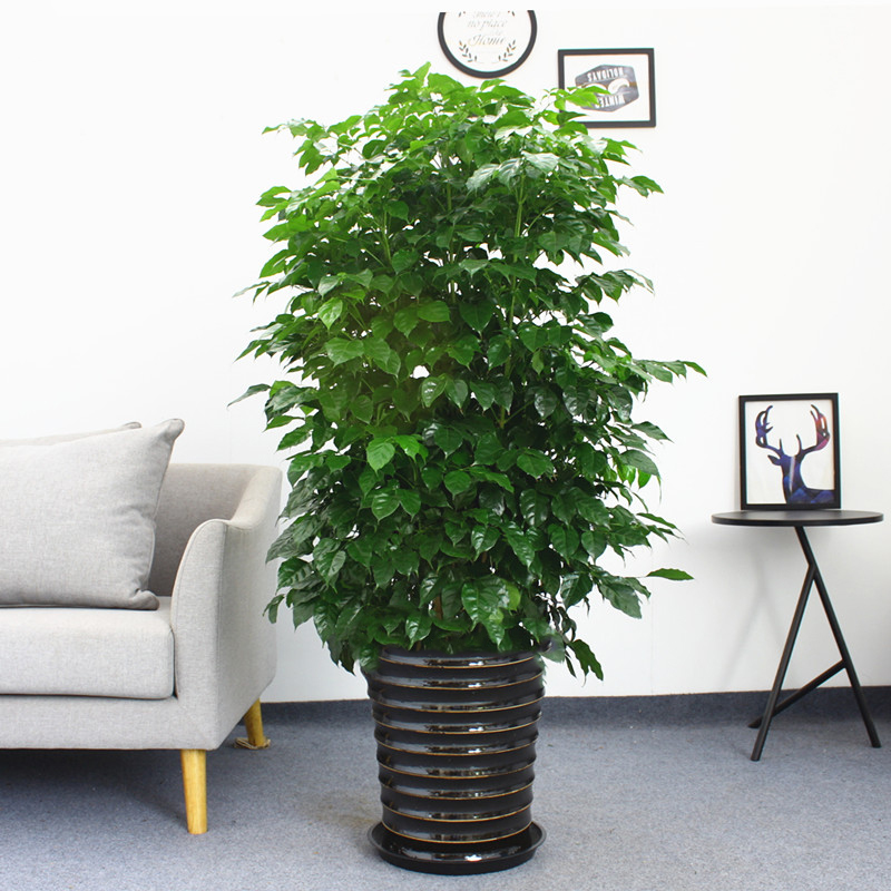 带花盆幸福树盆栽 大型绿植客厅花卉办公室内植物